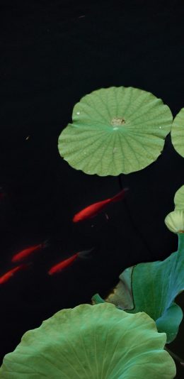 [2436x1125]荷叶 池塘 锦鱼 植物 苹果手机壁纸图片