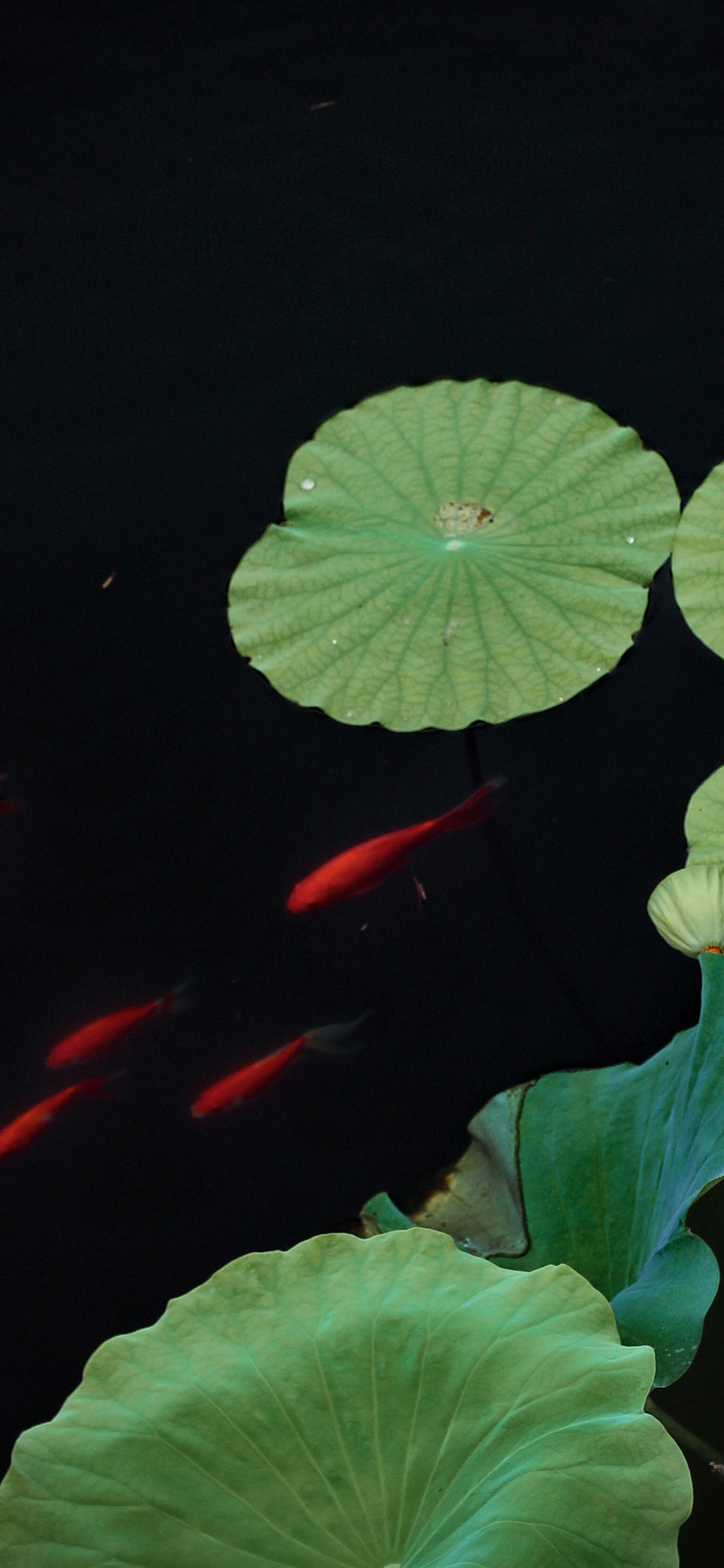 [2436×1125]荷叶 池塘 锦鱼 植物 苹果手机壁纸图片