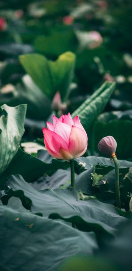 [2436x1125]荷叶 荷塘 荷花 夏日 苹果手机壁纸图片