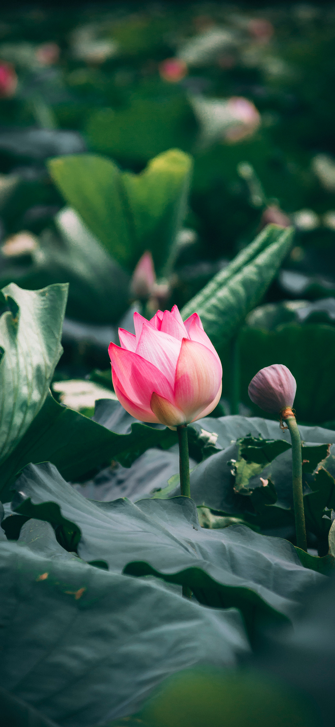 [2436×1125]荷叶 荷塘 荷花 夏日 苹果手机壁纸图片