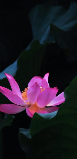 [2436x1125]荷花 池塘 荷塘 荷叶 盛开 苹果手机壁纸图片