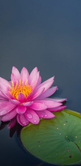 [2436x1125]荷花 荷叶 荷塘 盛开 苹果手机壁纸图片