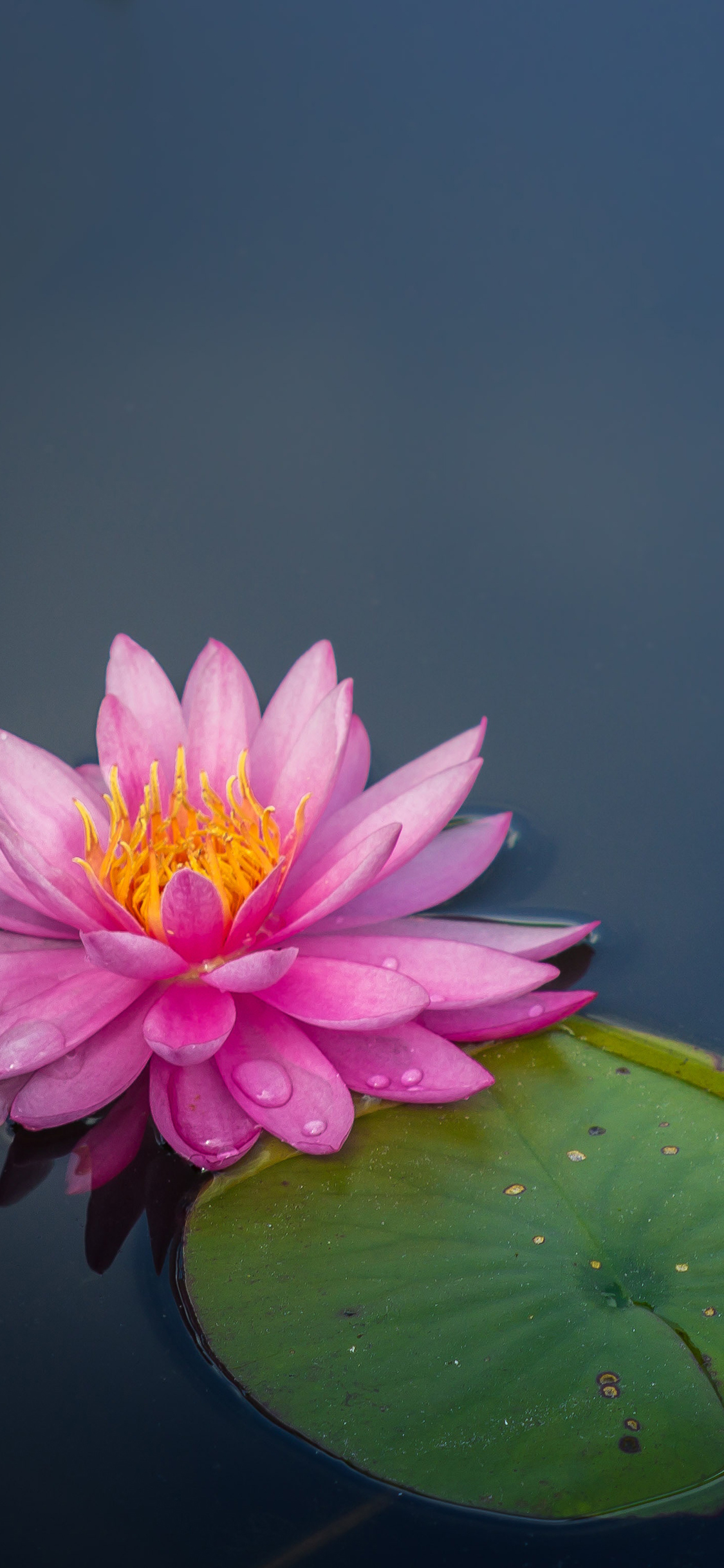 [2436×1125]荷花 荷叶 荷塘 盛开 苹果手机壁纸图片