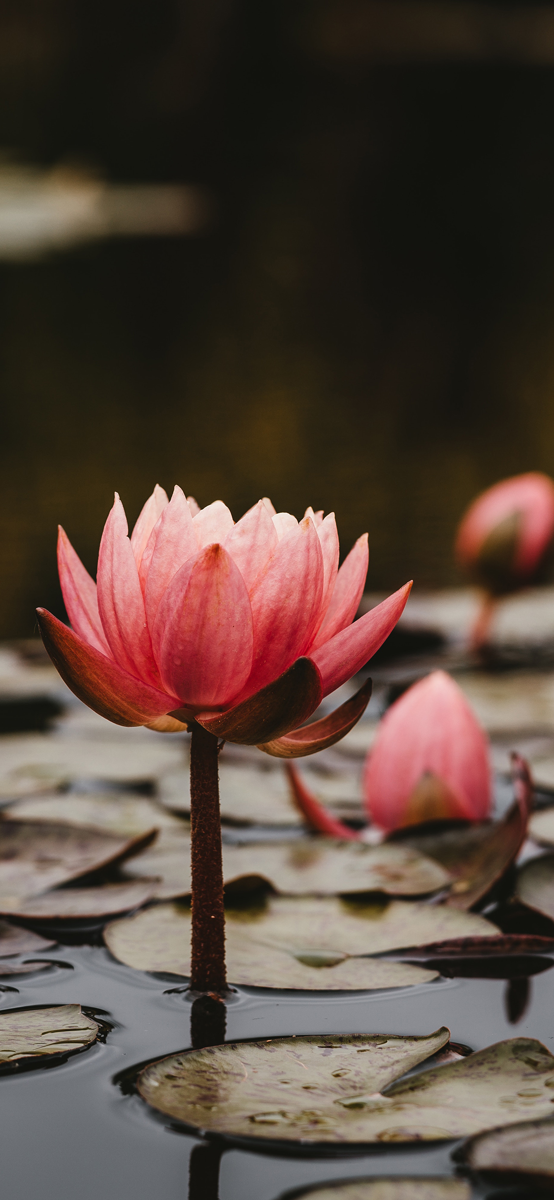 [2436×1125]荷花 荷塘 荷叶 夏日 苹果手机壁纸图片