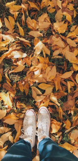 [2436x1125]落叶 枯叶 枯黄 帆布鞋 秋季 苹果手机壁纸图片