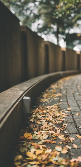 [2436x1125]落叶 街道 秋意 枯黄 苹果手机壁纸图片