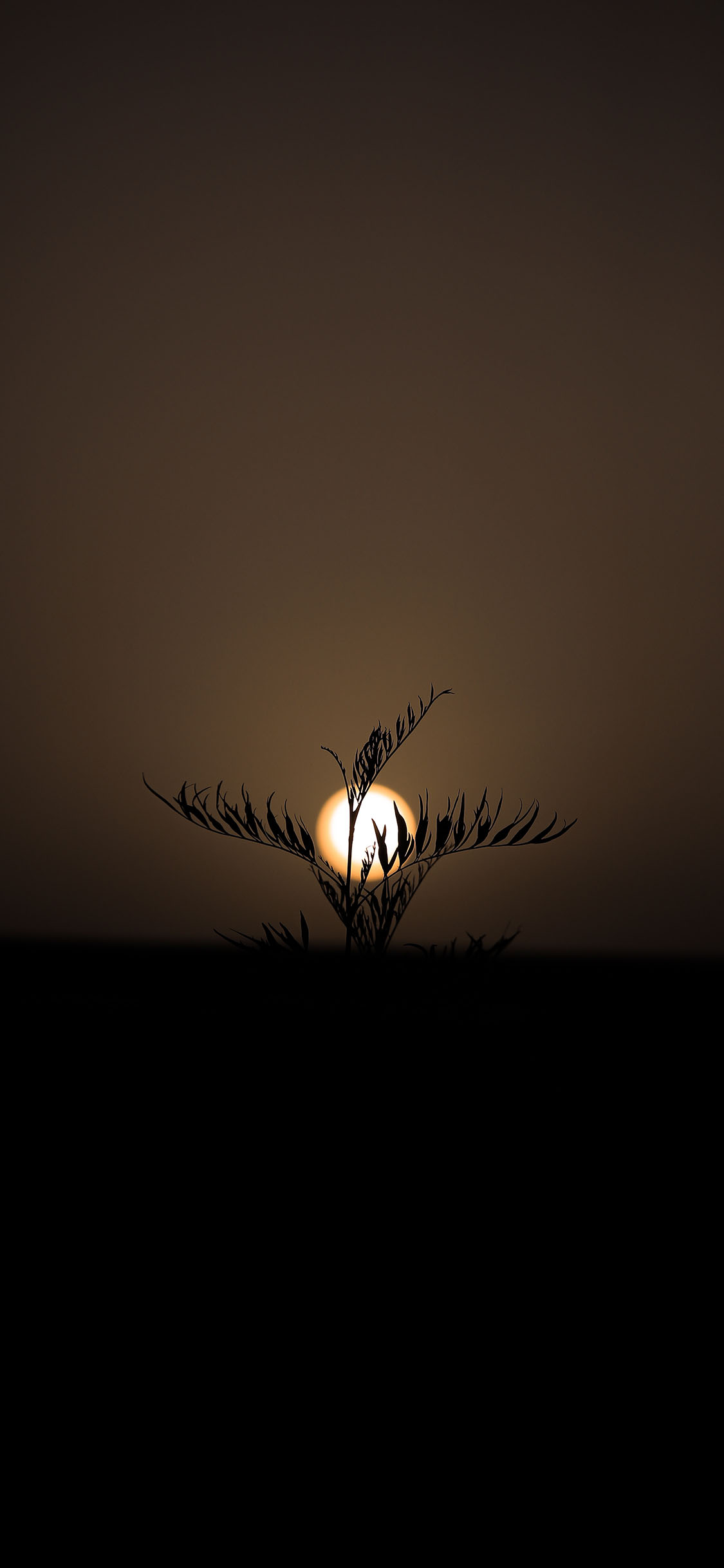 [2436×1125]落日 太阳 植株 草本植物 苹果手机壁纸图片