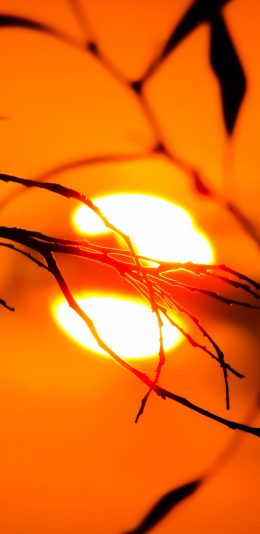 [2436x1125]落日夕阳 树枝 自然美景 苹果手机壁纸图片