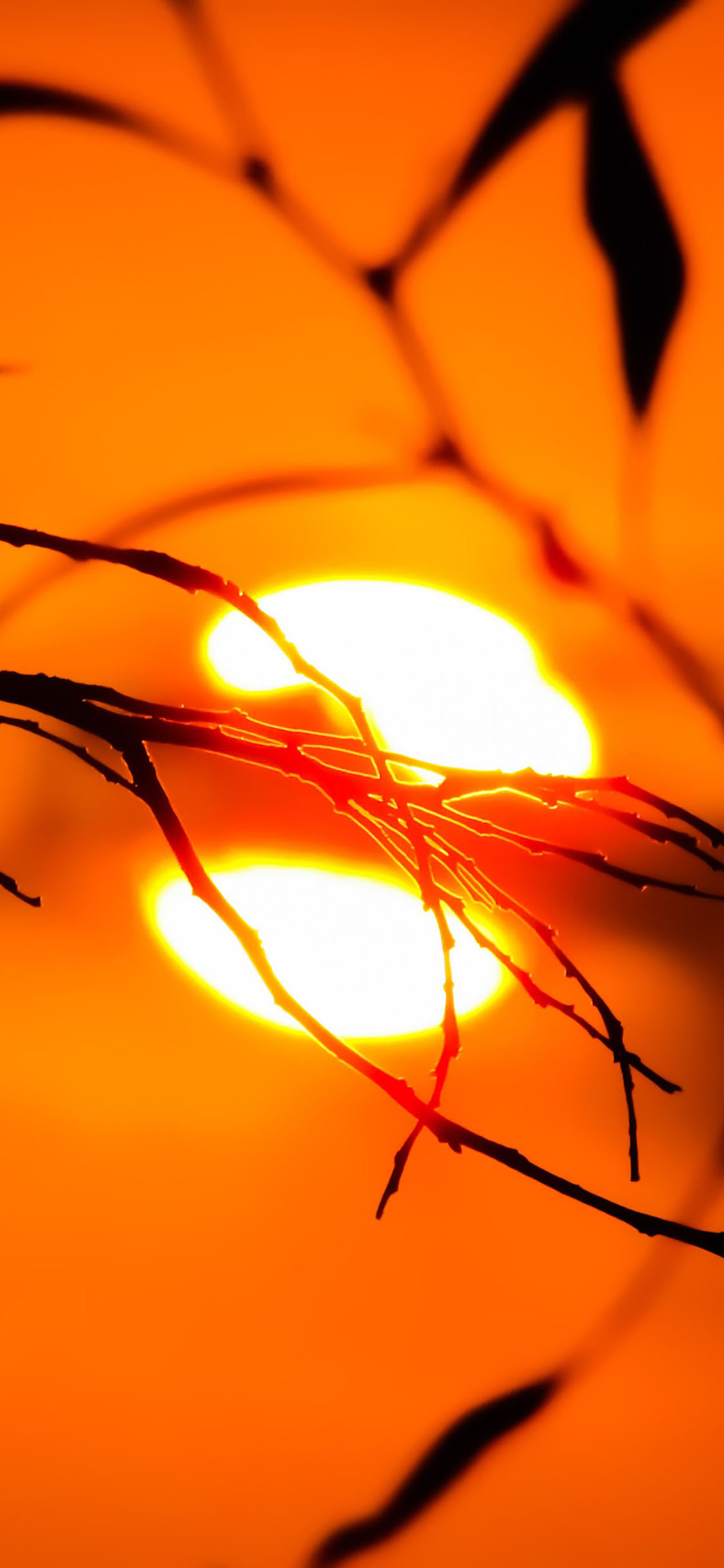 [2436×1125]落日夕阳 树枝 自然美景 苹果手机壁纸图片