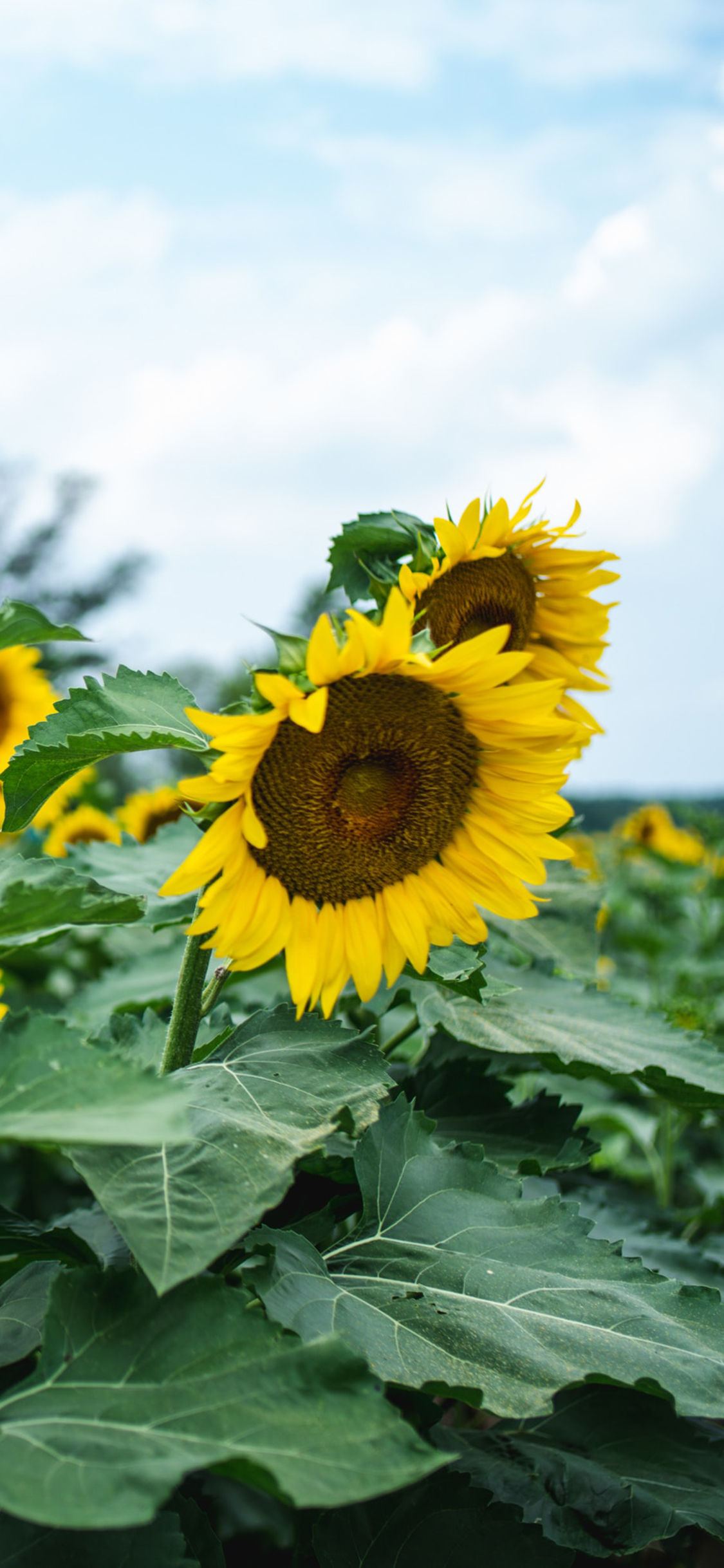 [2436×1125]葵花 鲜花 盛开 向日葵 种植 苹果手机壁纸图片