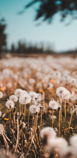 [2436x1125]蒲公英 花田 花序 种子 苹果手机壁纸图片