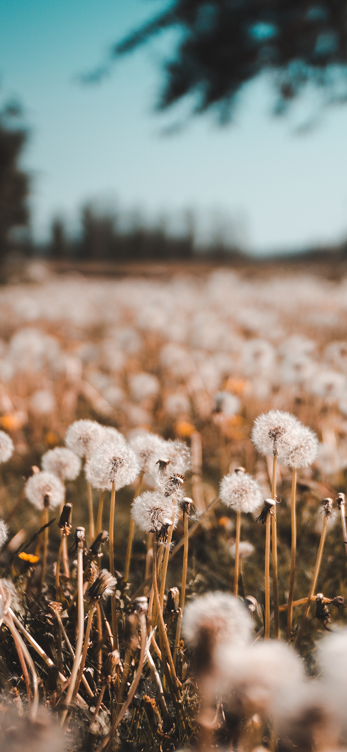 [2436×1125]蒲公英 花田 花序 种子 苹果手机壁纸图片