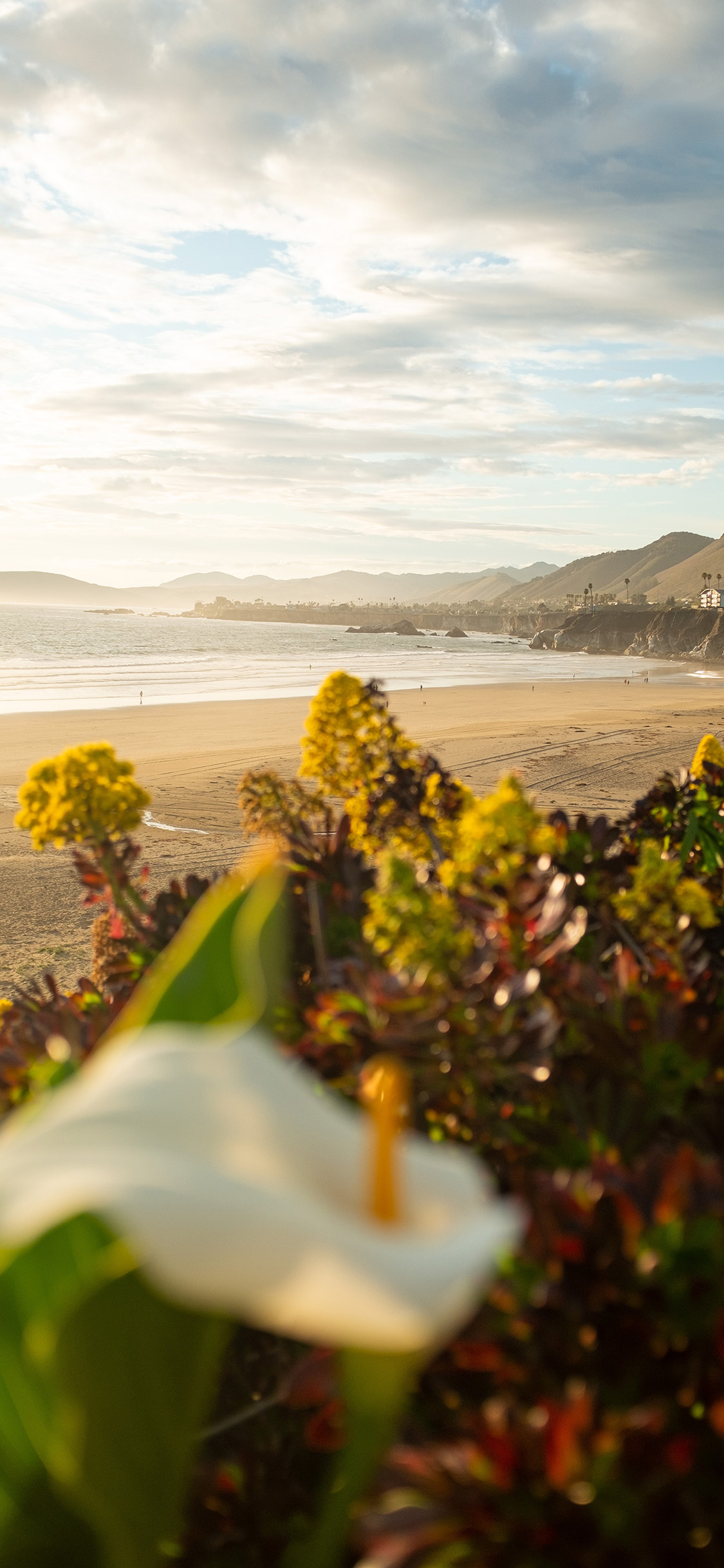 [2436×1125]蓝天 大海 沙滩 绿植 海景 苹果手机壁纸图片