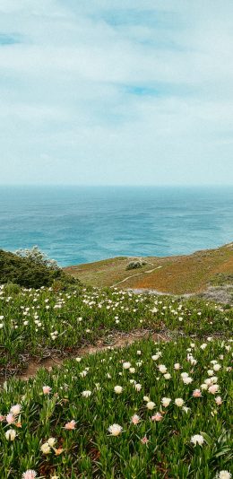 [2436x1125]蓝天 大海 海景 鲜花 白色 苹果手机壁纸图片