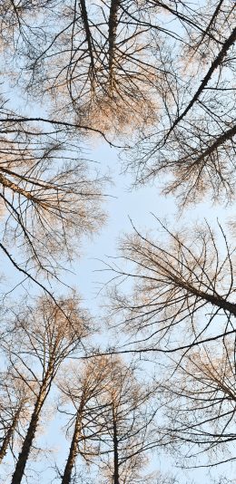 [2436x1125]蓝天 森林 树木 围绕 苹果手机壁纸图片