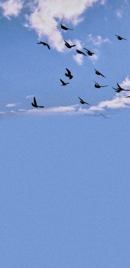 [2436x1125]蓝天 白云 大雁 鸟群 苹果手机壁纸图片
