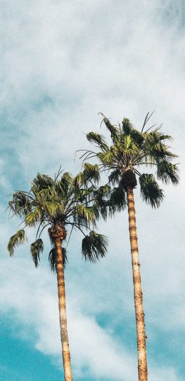[2436x1125]蓝天 白云 树木 椰树 苹果手机壁纸图片