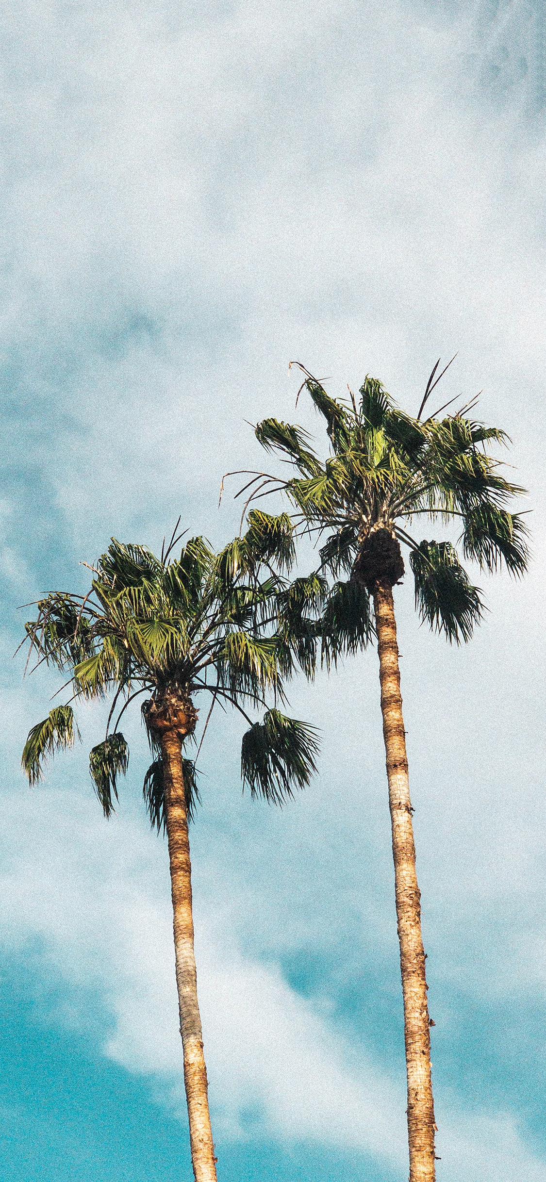 [2436×1125]蓝天 白云 树木 椰树 苹果手机壁纸图片