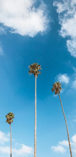 [2436x1125]蓝天 白云 椰树 高耸 苹果手机壁纸图片