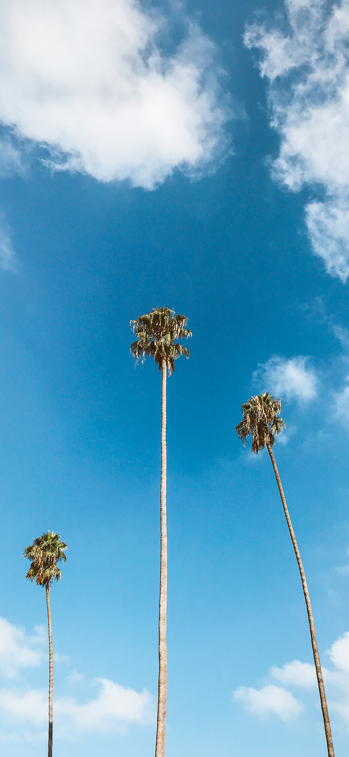 [2436×1125]蓝天 白云 椰树 高耸 苹果手机壁纸图片
