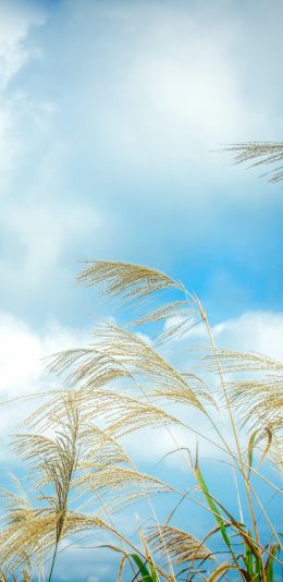 [2436x1125]蓝天 白云 芦苇丛 自然美景 苹果手机壁纸图片