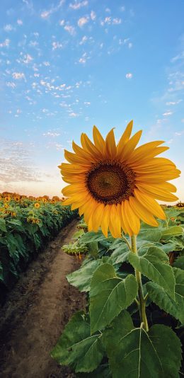 [2436x1125]蓝天 白云 花田 向日葵 苹果手机壁纸图片