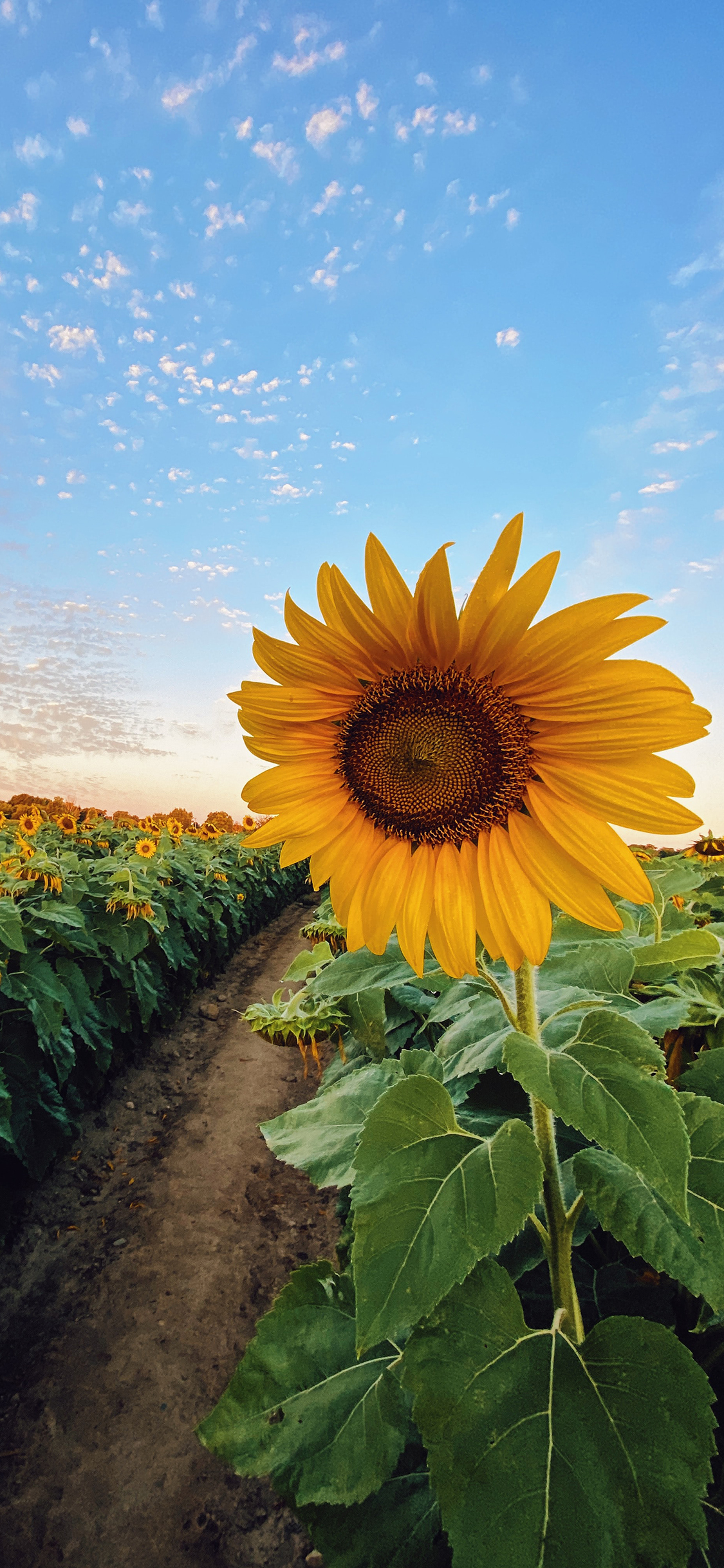 [2436×1125]蓝天 白云 花田 向日葵 苹果手机壁纸图片