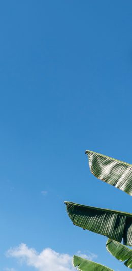 [2436x1125]蓝天 白云 蔚蓝 芭蕉树 树叶 苹果手机壁纸图片