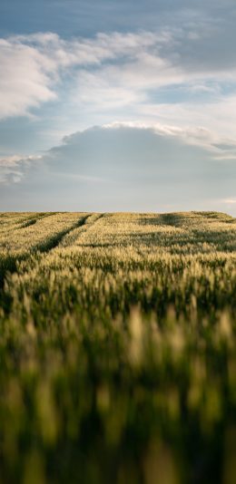 [2436x1125]蓝天 白云 麦田 绿意 苹果手机壁纸图片