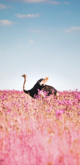 [2436x1125]蓝天 花田 粉色 火烈鸟 美景 苹果手机壁纸图片