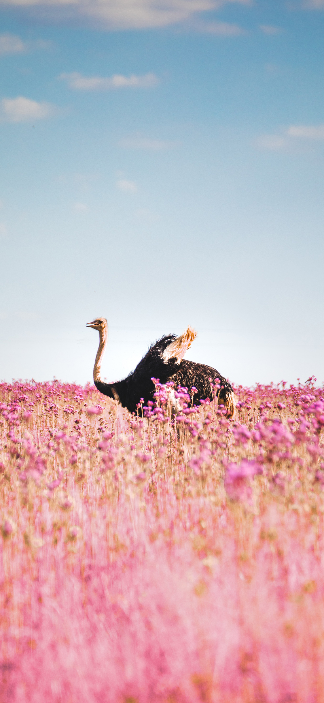 [2436×1125]蓝天 花田 粉色 火烈鸟 美景 苹果手机壁纸图片