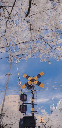 [2436x1125]蓝天 街景 樱花树 路灯 苹果手机壁纸图片