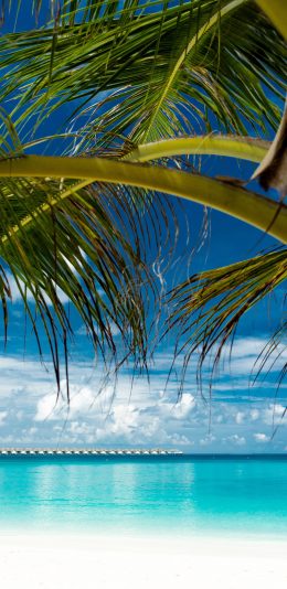 [2436x1125]蓝天白云 大海 椰树 海景 苹果手机壁纸图片