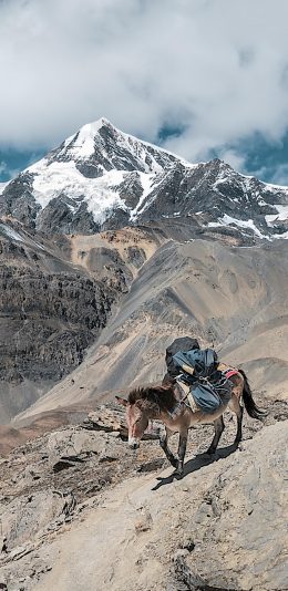 [2436x1125]蓝天白云 山峰 棕马 下山 苹果手机壁纸图片