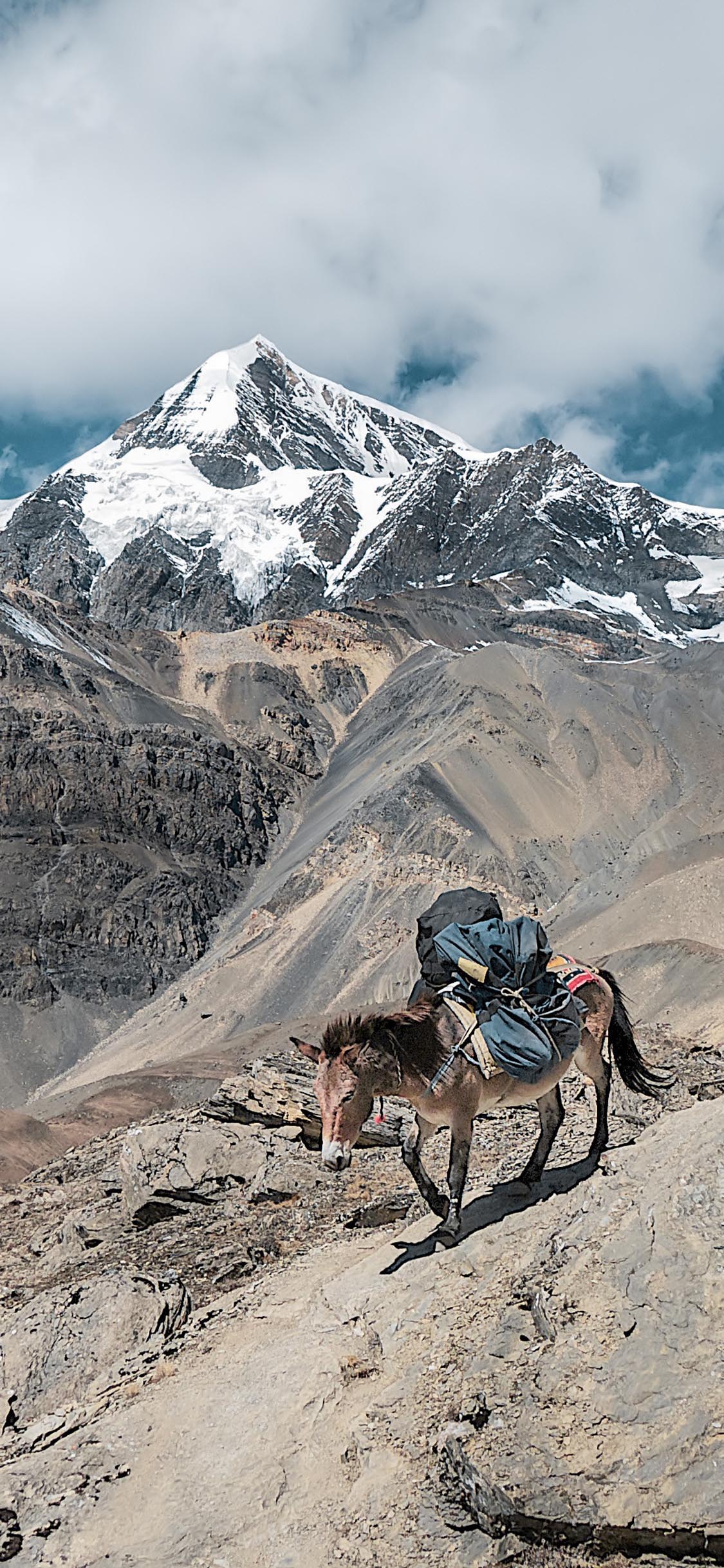 [2436×1125]蓝天白云 山峰 棕马 下山 苹果手机壁纸图片