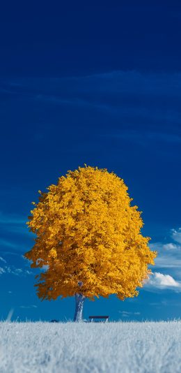 [2436x1125]蓝天白云 树木 金色 树叶 苹果手机壁纸图片