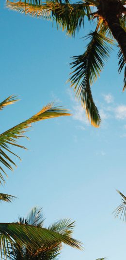 [2436x1125]蓝天白云 椰树 夏日 清爽 苹果手机壁纸图片
