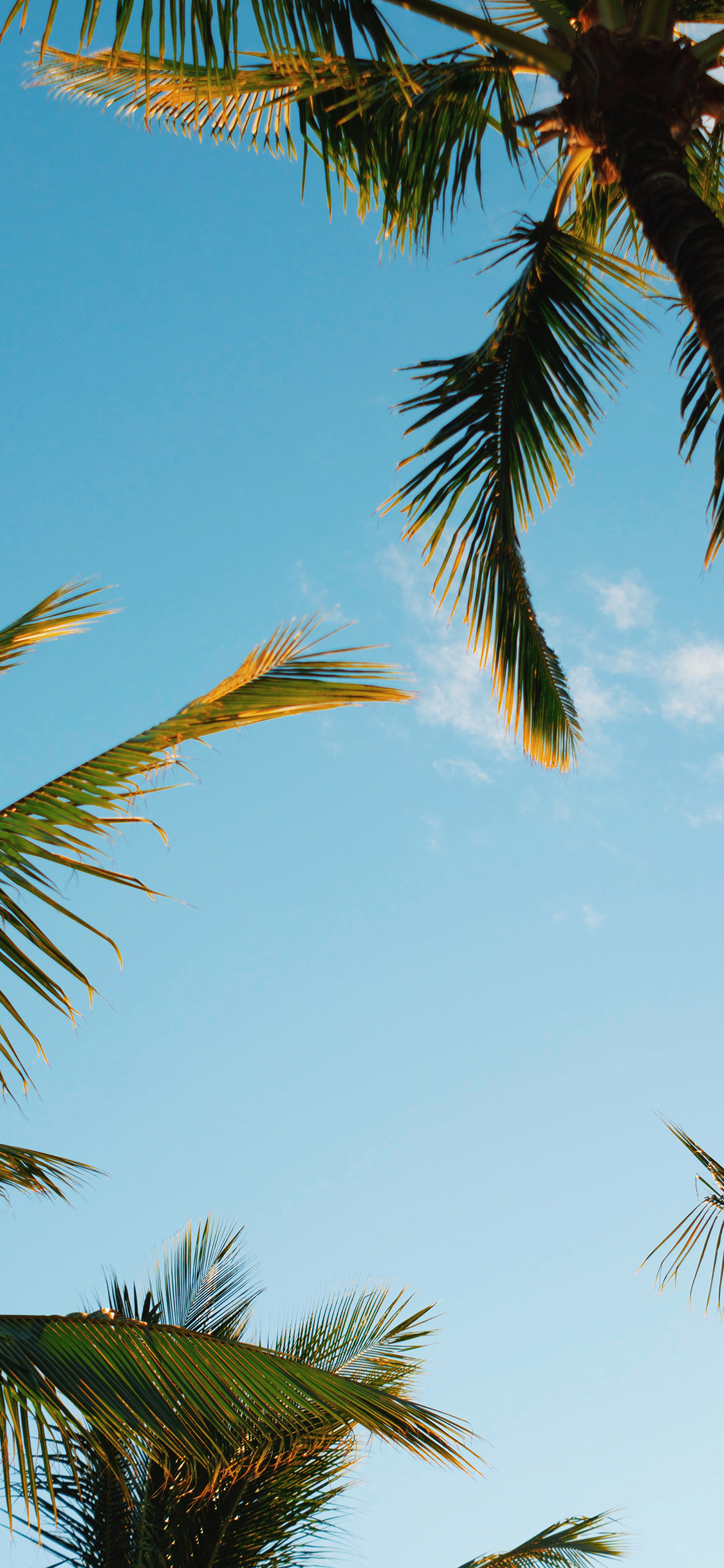[2436×1125]蓝天白云 椰树 夏日 清爽 苹果手机壁纸图片