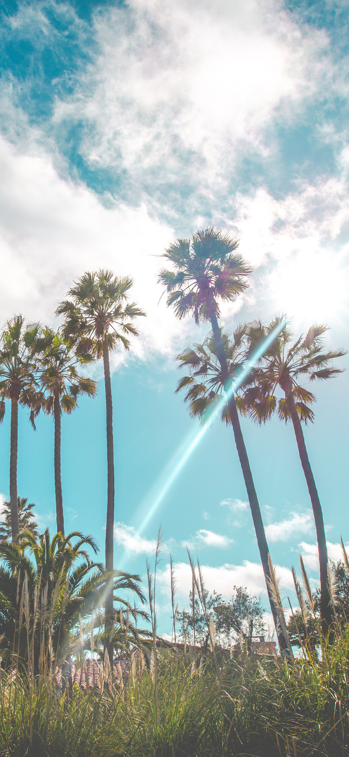 [2436×1125]蓝天白云 椰树 自然美景 阳光 苹果手机壁纸图片