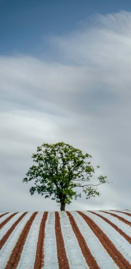 [2436x1125]蓝天白云 田地 树木 苹果手机壁纸图片