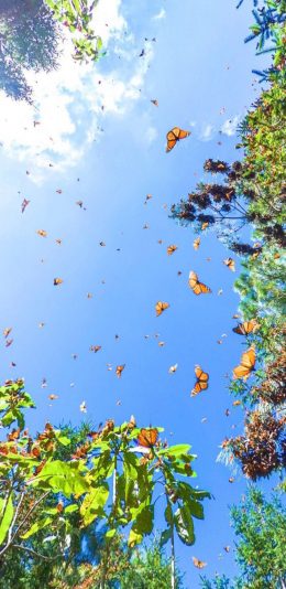 [2436x1125]蓝天白云 绿植 蝴蝶谷 蝴蝶 苹果手机壁纸图片