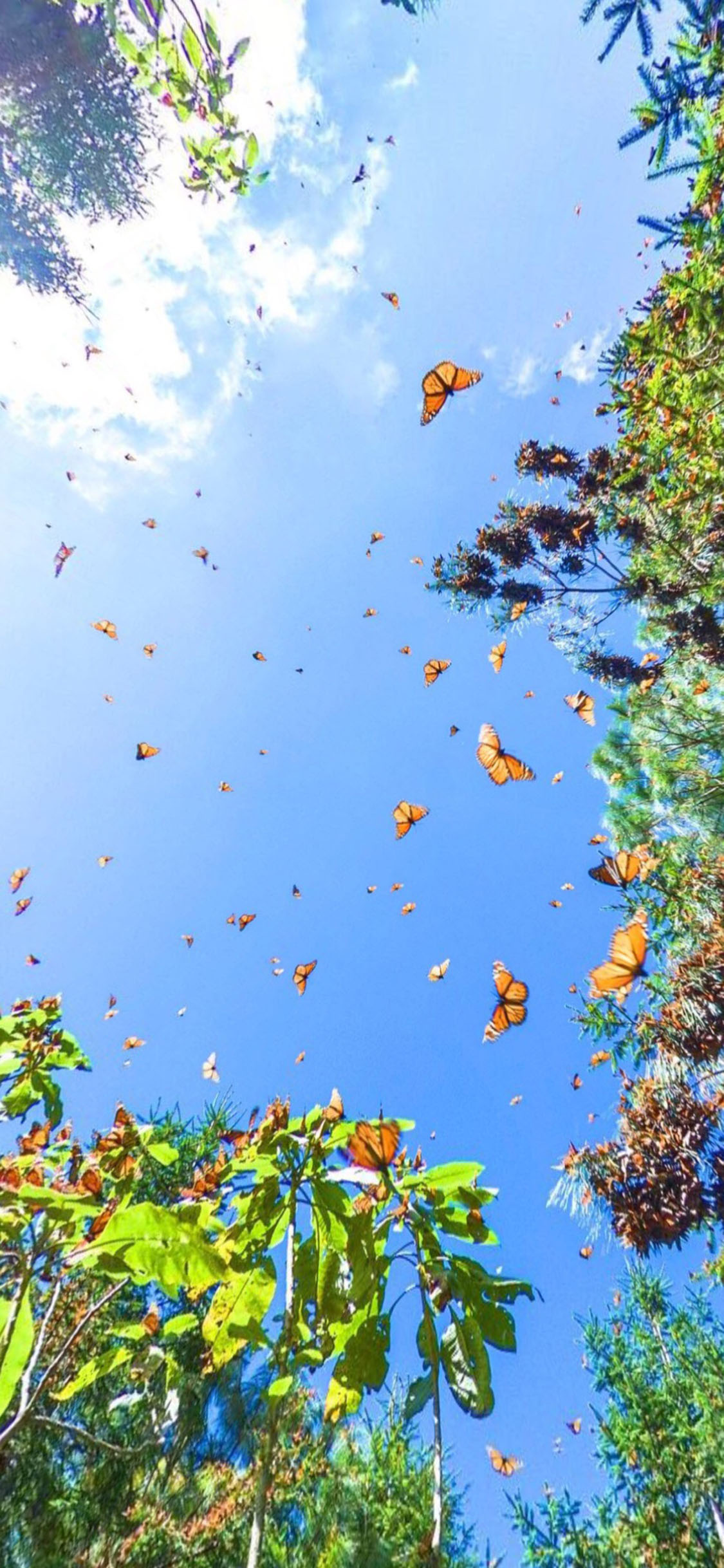 [2436×1125]蓝天白云 绿植 蝴蝶谷 蝴蝶 苹果手机壁纸图片
