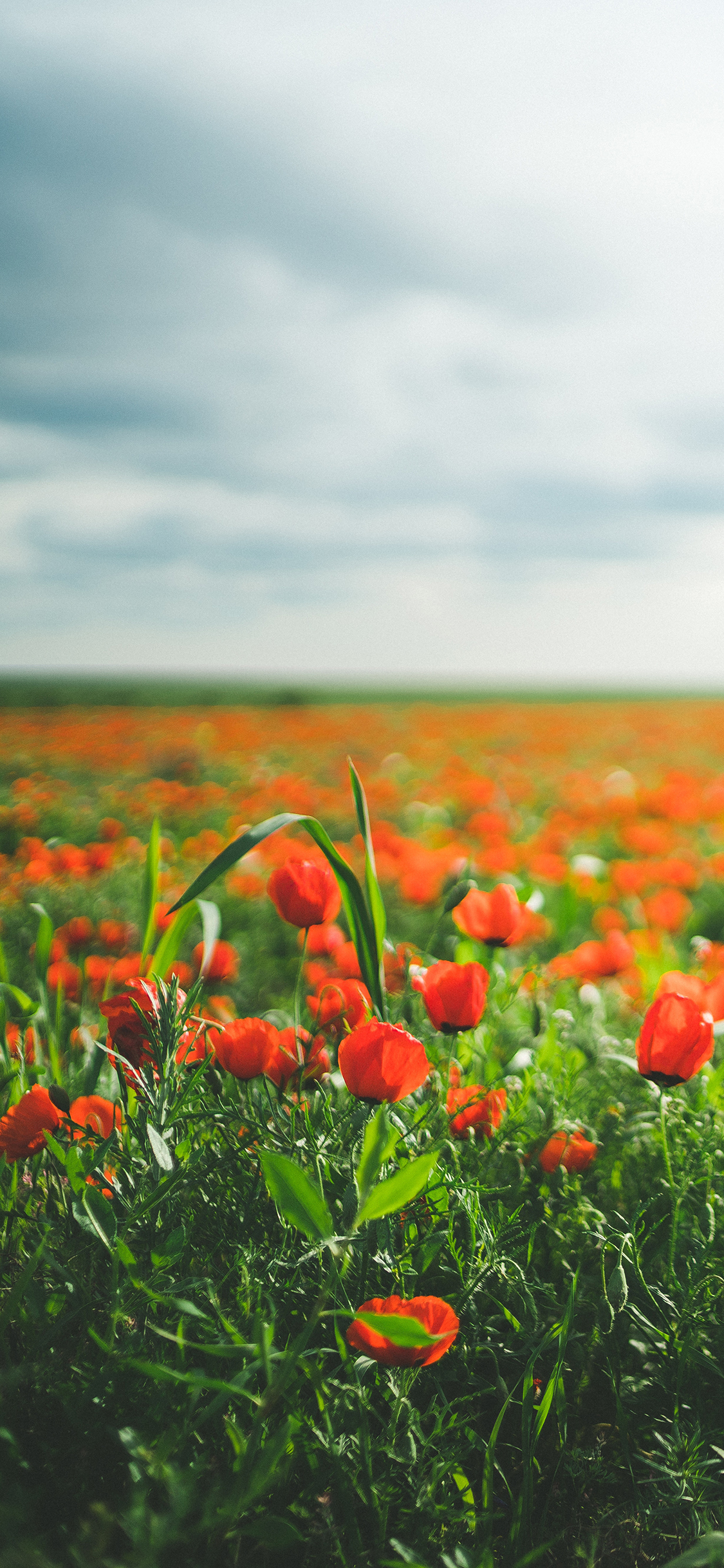 [2436×1125]蓝天白云 花田 鲜花 红色 苹果手机壁纸图片