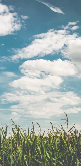 [2436x1125]蓝天白云 苞米地 玉米 苹果手机壁纸图片