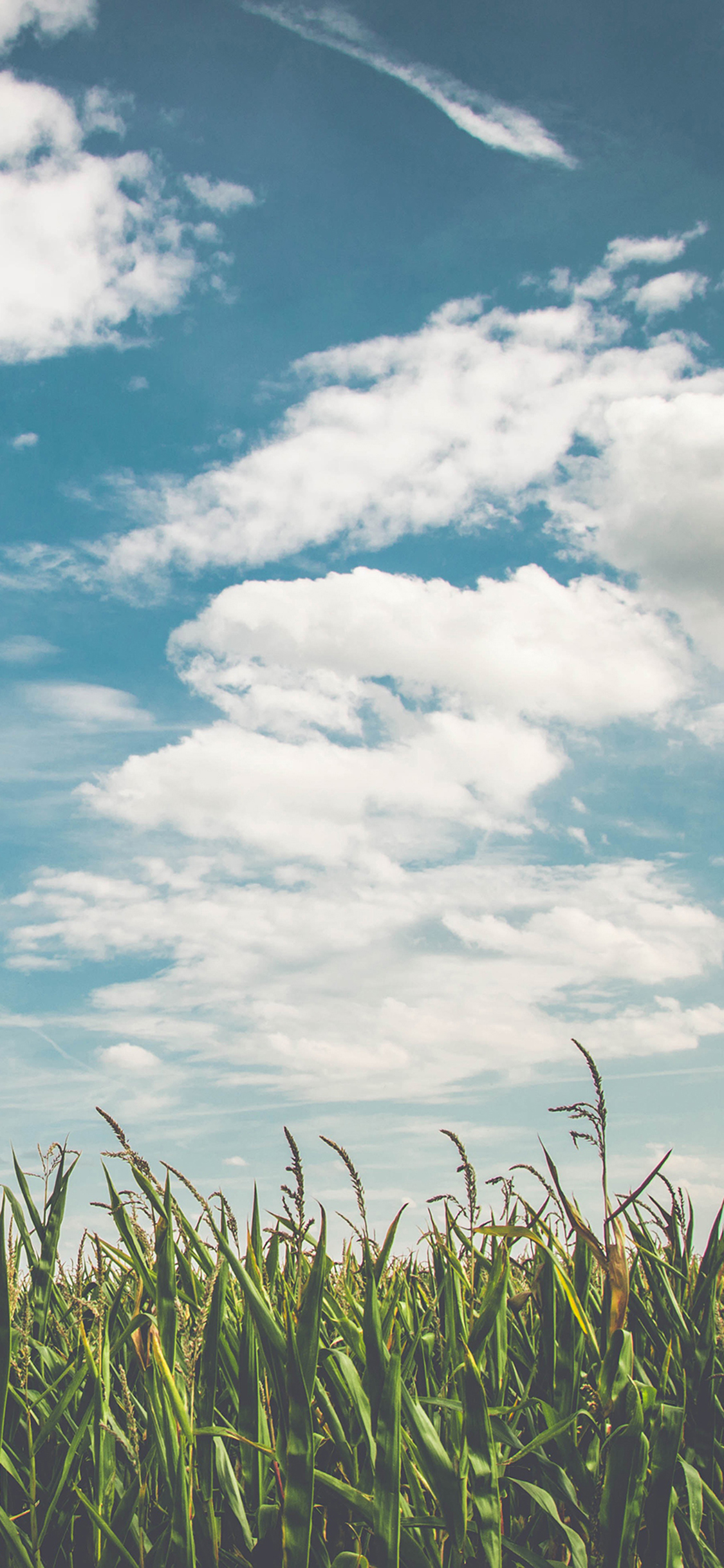 [2436×1125]蓝天白云 苞米地 玉米 苹果手机壁纸图片