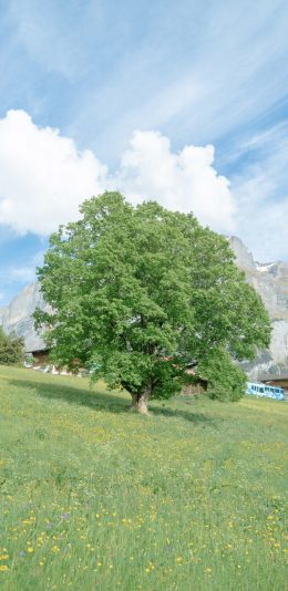 [2436x1125]蓝天白云 草坪 大树 自然美景 苹果手机壁纸图片
