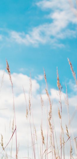 [2436x1125]蓝天白云 荒草 晴天 郊外 苹果手机壁纸图片