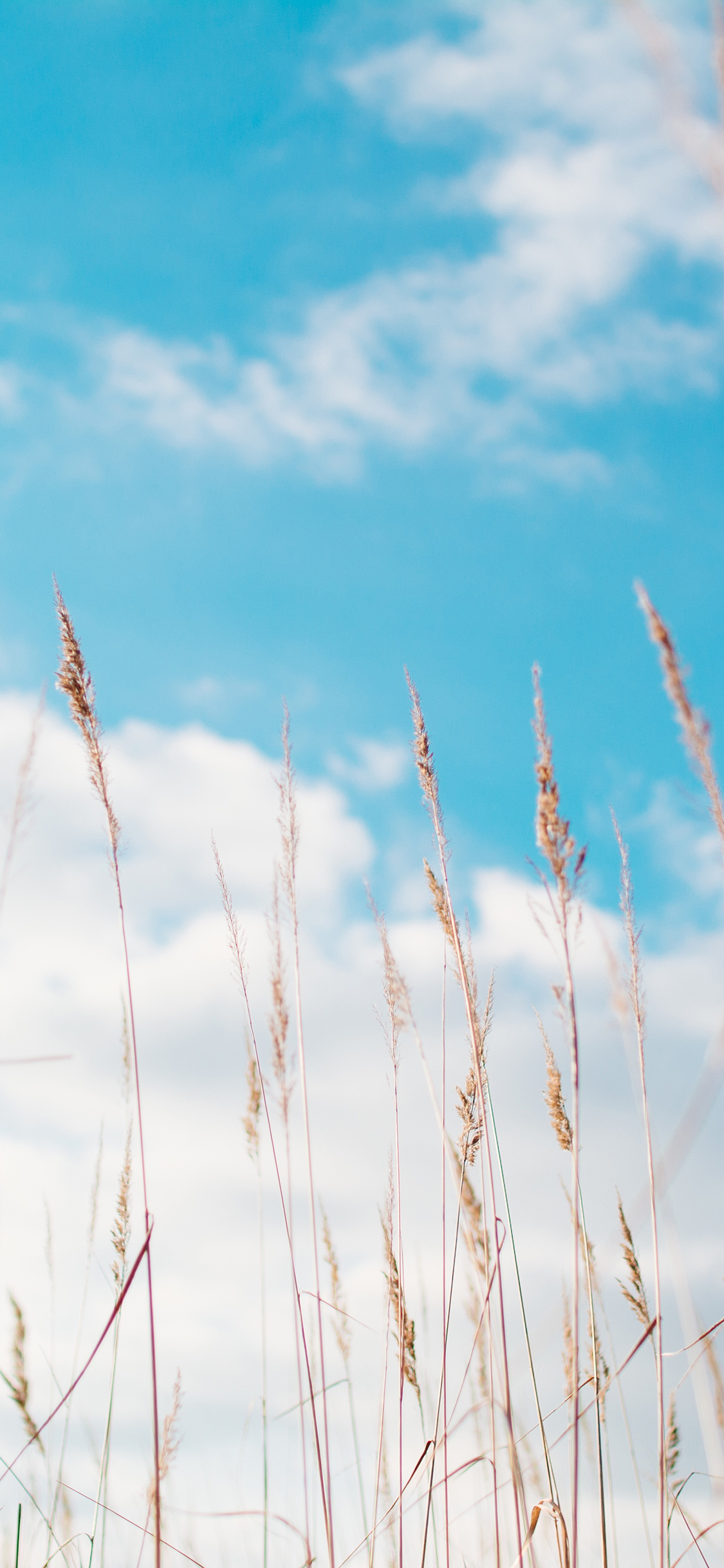 [2436×1125]蓝天白云 荒草 晴天 郊外 苹果手机壁纸图片