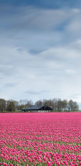 [2436x1125]蓝天白云 郁金香 花海 粉色 苹果手机壁纸图片