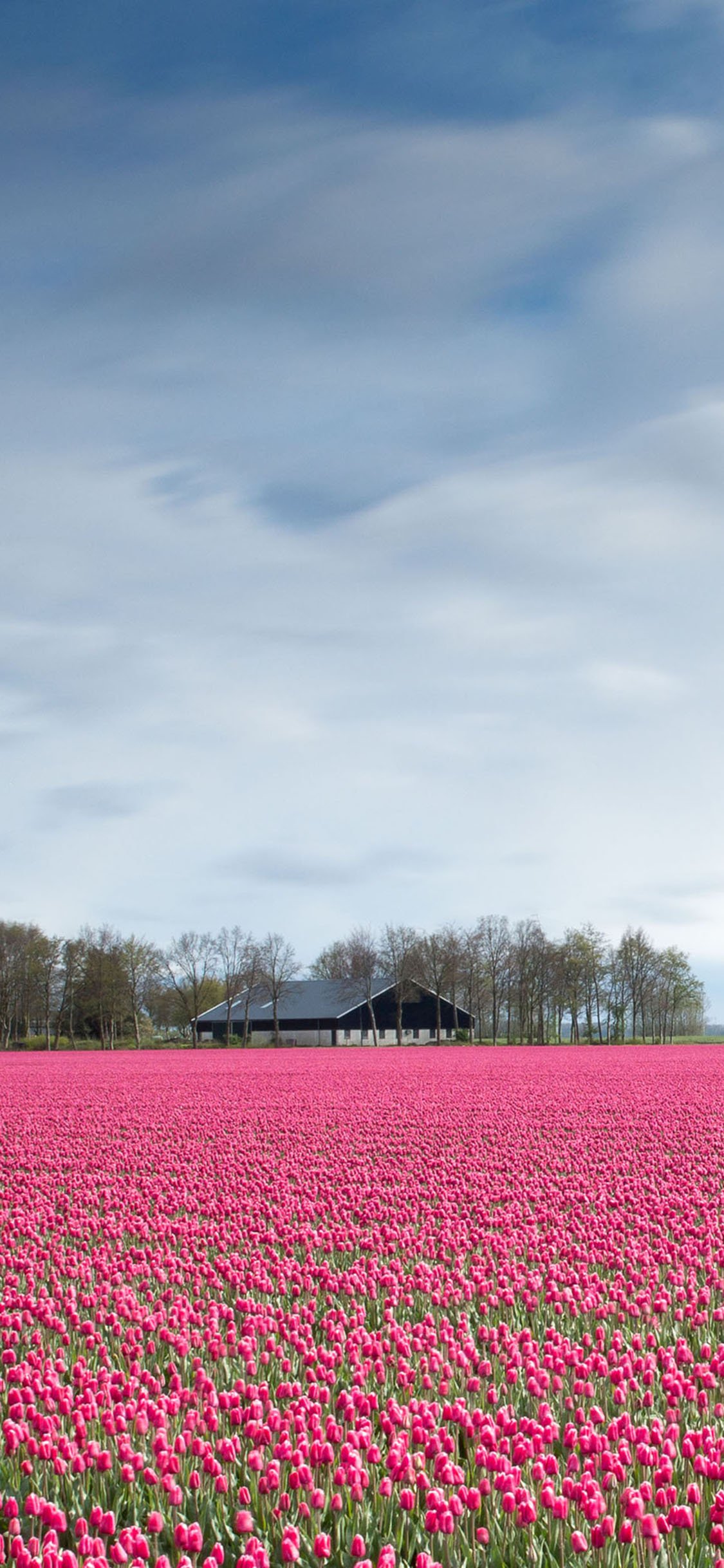 [2436×1125]蓝天白云 郁金香 花海 粉色 苹果手机壁纸图片